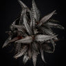 Pilea hitchcockii