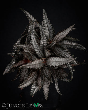 Pilea hitchcockii