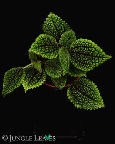 Pilea involucrata 'Moon Valley'