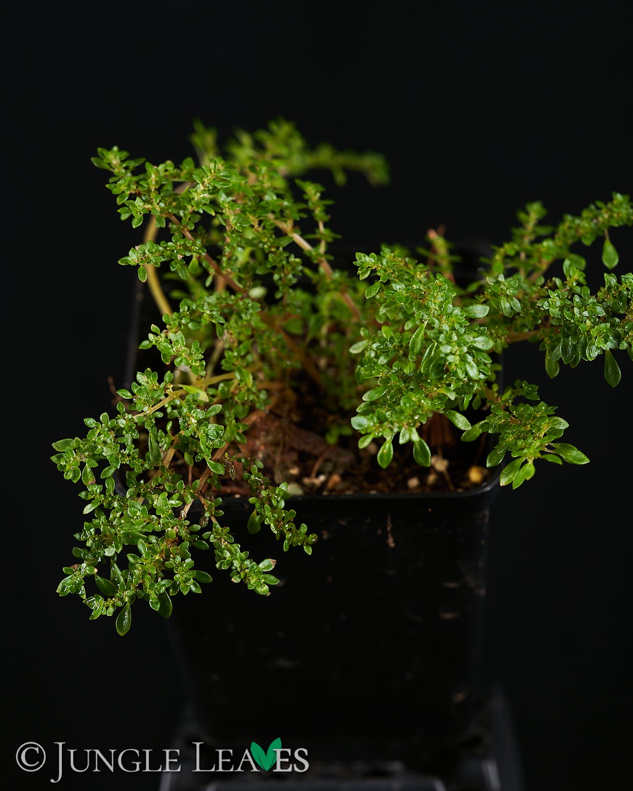 Pilea microphylla – Jungle Leaves