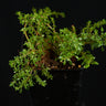 Pilea macrophylla