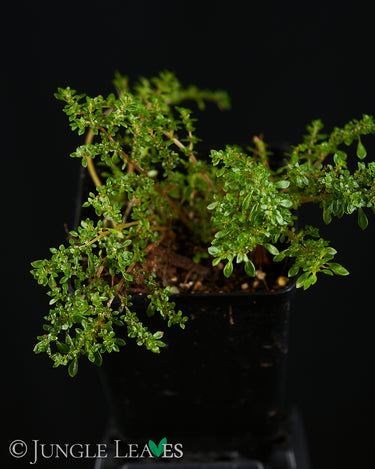 Pilea macrophylla
