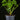 Pilea peperomioides