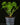 Pilea peperomioides