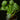 Pilea peperomioides