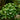 Pilea peperomioides