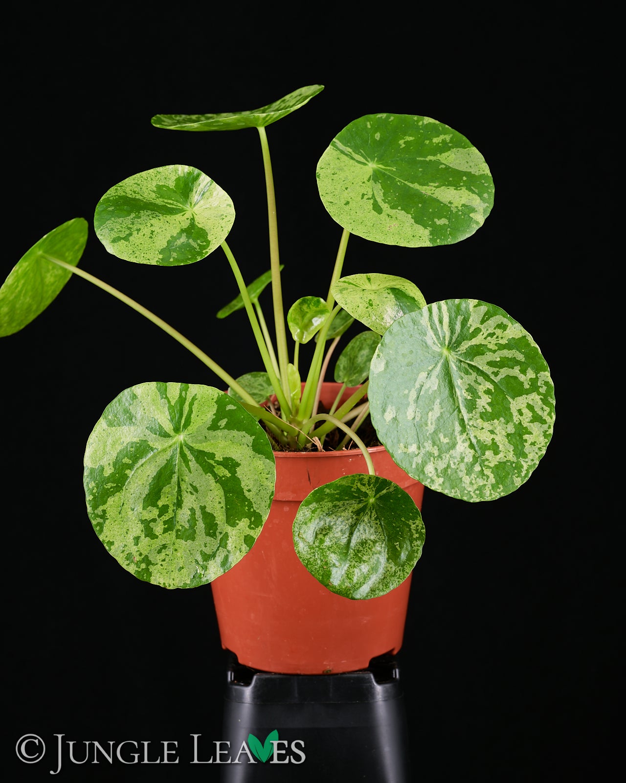 Pilea peperomioides 'Mojito' €19.99