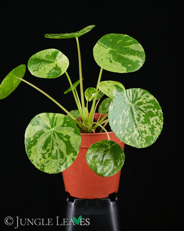 Pilea peperomioides 'Mojito'