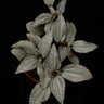 Pilea spruceana 'Ellen'