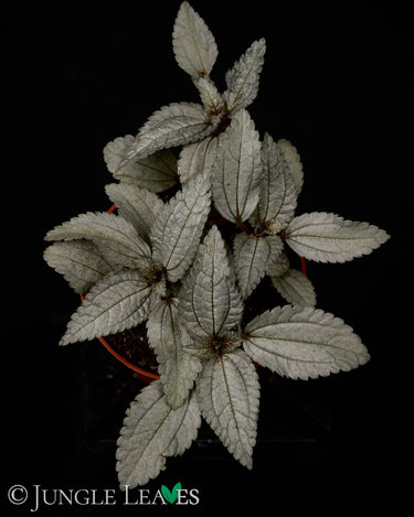 Pilea spruceana 'Ellen'