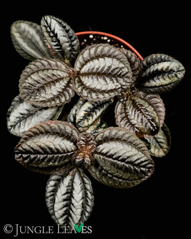 Pilea spruceana 'Norfolk'