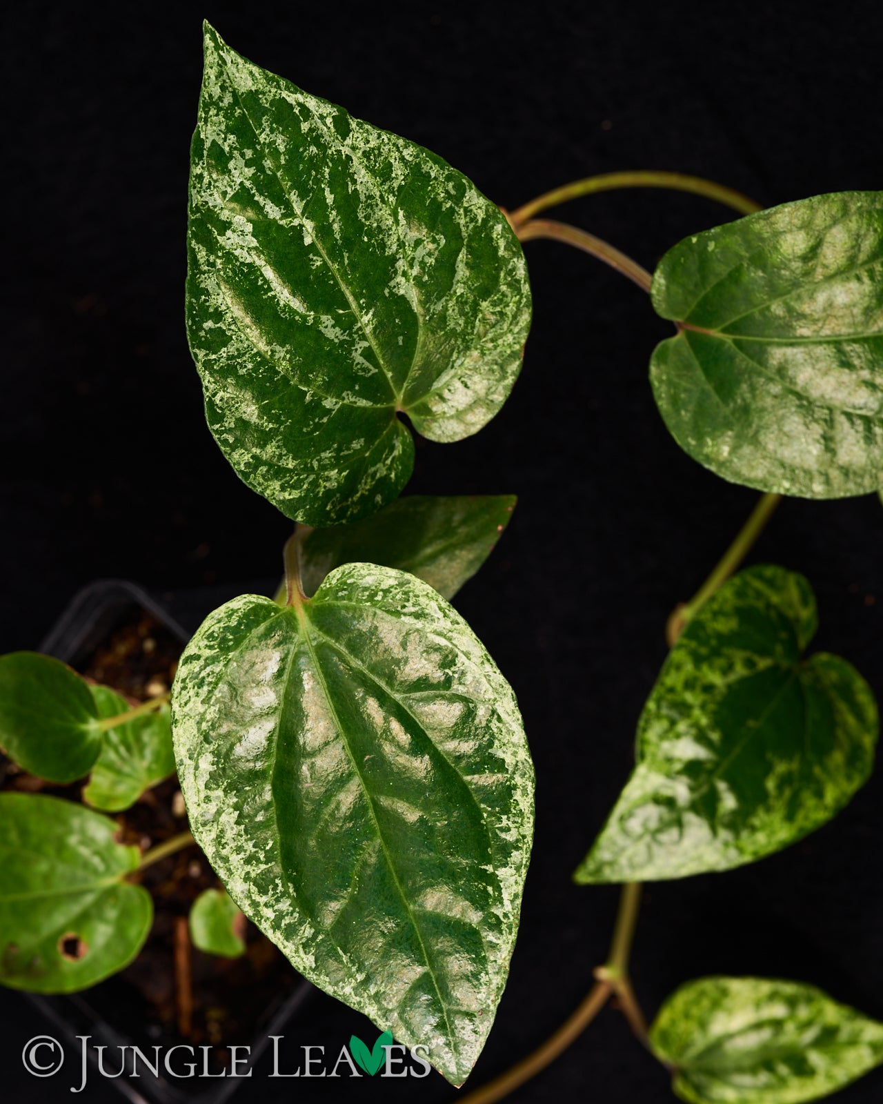 Piper macropiper 'variegata' €24.99