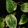Piper macropiper variegata