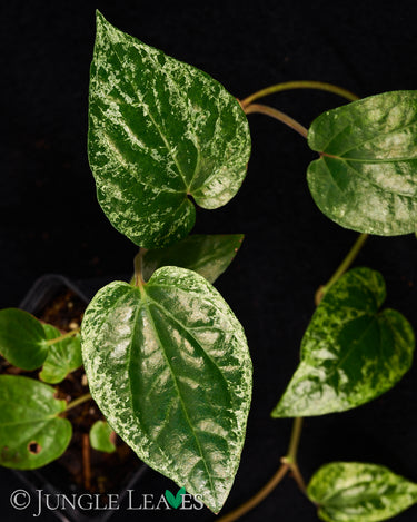 Piper macropiper variegata