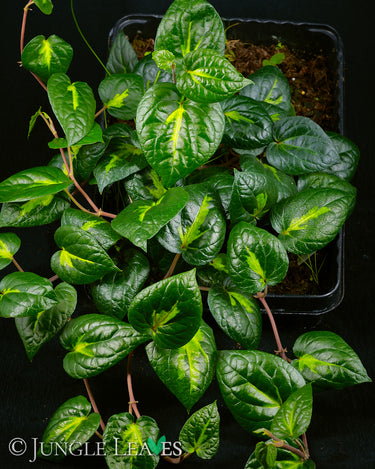 Piper methysticum 'Bright Eyes'