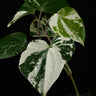 Piper nigrum 'Variegata'
