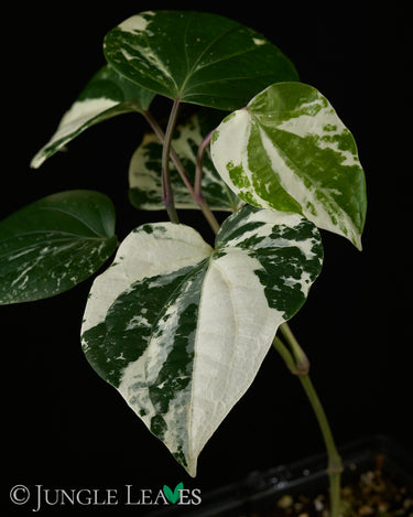 Piper nigrum 'Variegata'
