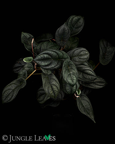 Piper parmatum