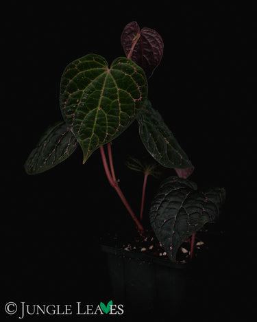 Piper porphyrophyllum