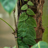Piper ribesioides