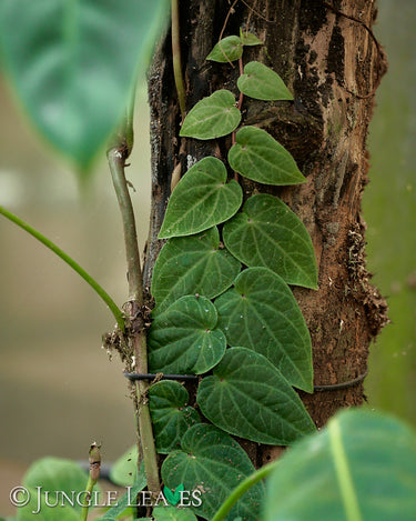 Piper ribesioides