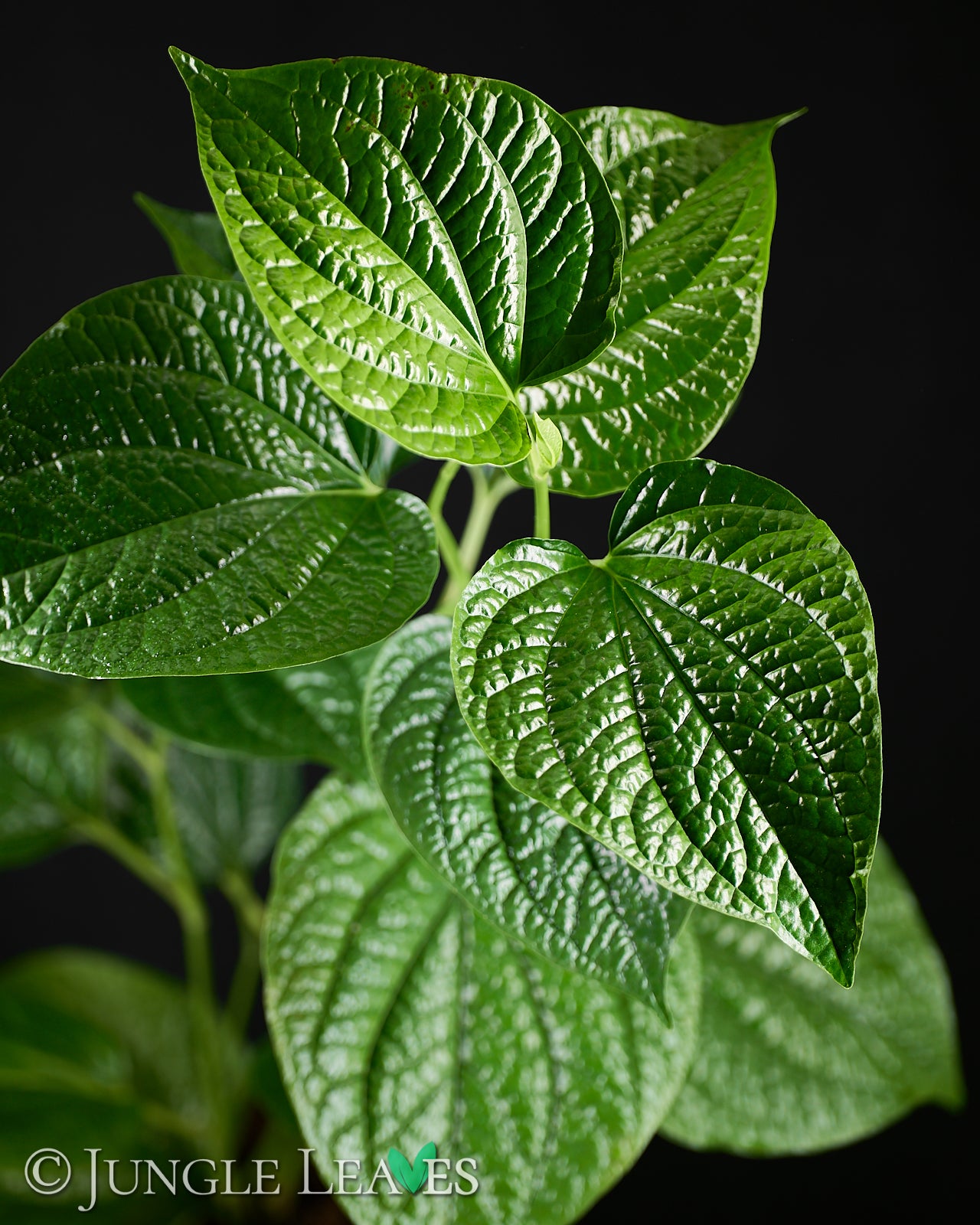 Piper sarmentosum (Wild Betel) €19.99 to €24.99