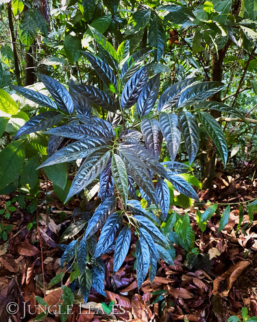 Piper sp. Costa Rica in situ