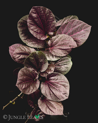 Piper sp. 'Pink Veins' (Indonesia)