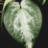 Piper sp. 'Watermelon' (Borneo, Kalimantan)