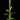 PlantMe Moosstab Set Midi