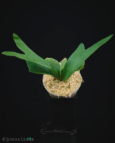 Platycerium 'Foong SiQi QQ’