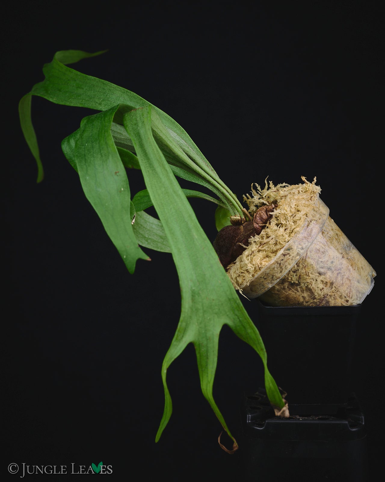 Platycerium 'Rydeen' - – Jungle Leaves