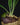 Platycerium 'Rydeen'