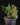 Platycerium bifurcatum ssp. willinckii 'Bacteria'