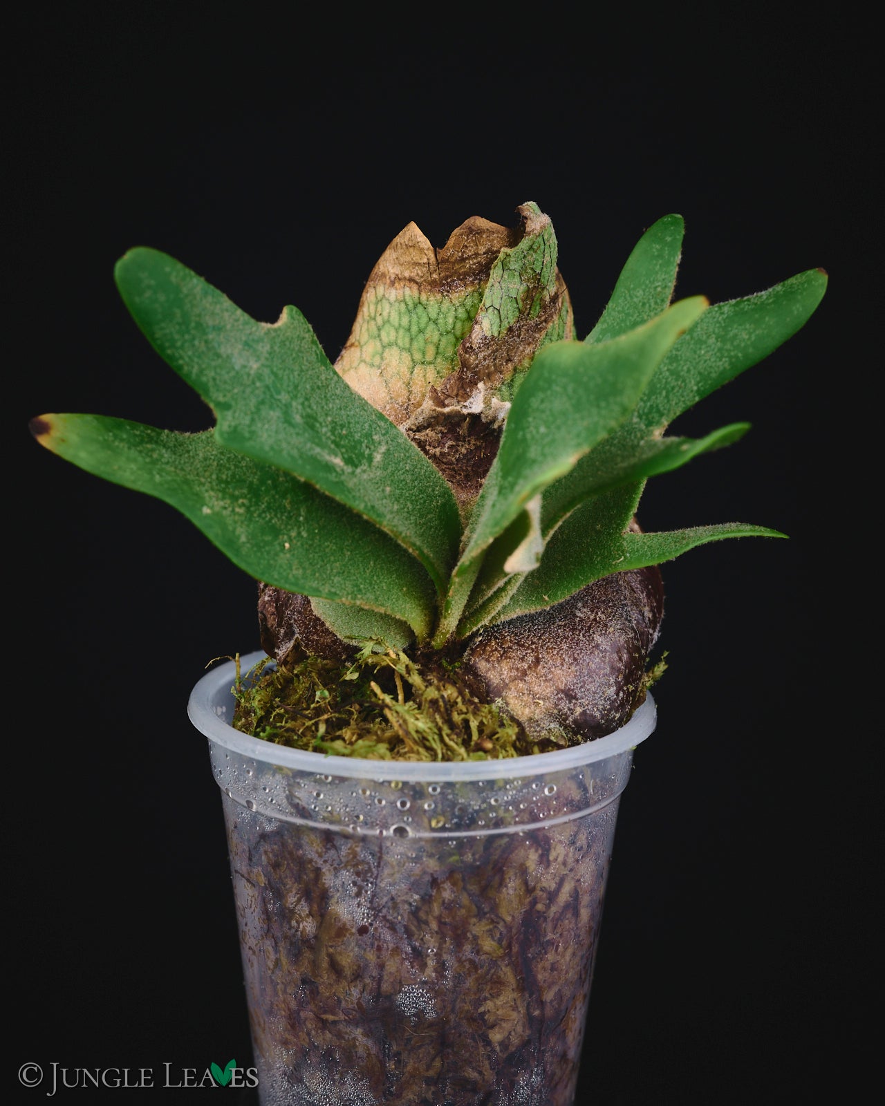 Platycerium bifurcatum ssp. willinckii 'Bacteria' - – Jungle Leaves