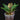 Platycerium bifurcatum ssp. willinckii 'Bacteria'