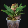 Platycerium bifurcatum ssp. willinckii 'Bacteria'