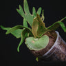 Platycerium bifurcatum ssp. willinckii 'Jade Girl'