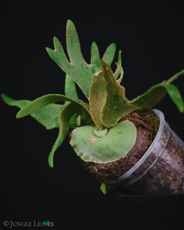 Platycerium bifurcatum ssp. willinckii 'Jade Girl'