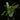 Platycerium grande
