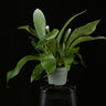 Platycerium grande