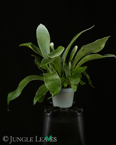 Platycerium grande