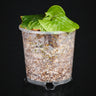 Platycerium madagascariense
