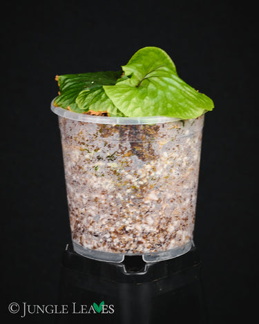 Platycerium madagascariense