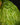 Platycerium madagascariense