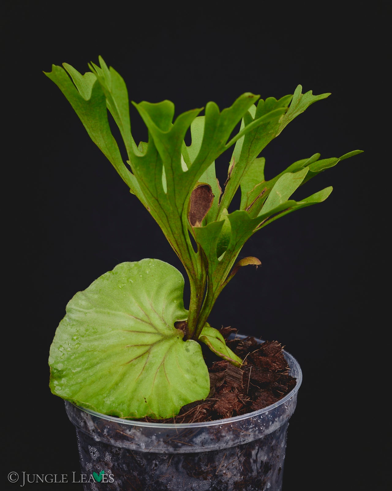 Platycerium ridleyi - – Jungle Leaves