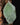 Platycerium superbum