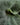 Platycerium superbum