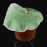 Platycerium superbum T
