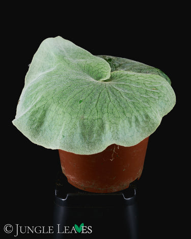 Platycerium superbum T